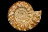 Huge, Jurassic Ammonite (Kranosphinctes?) Fossil - Madagascar #175782-3